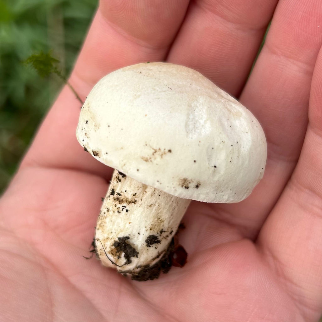 Calocybe gambosa · April 2026 · photo: © dylanfindlay1 (iNaturalist, cc-by)