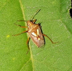 Oebalus