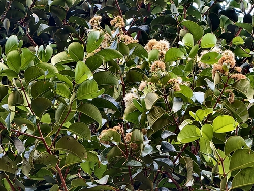 Syzygium grande observed 2026-04-05