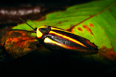 Rochaina mexicana
