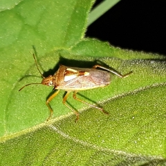 Oebalus