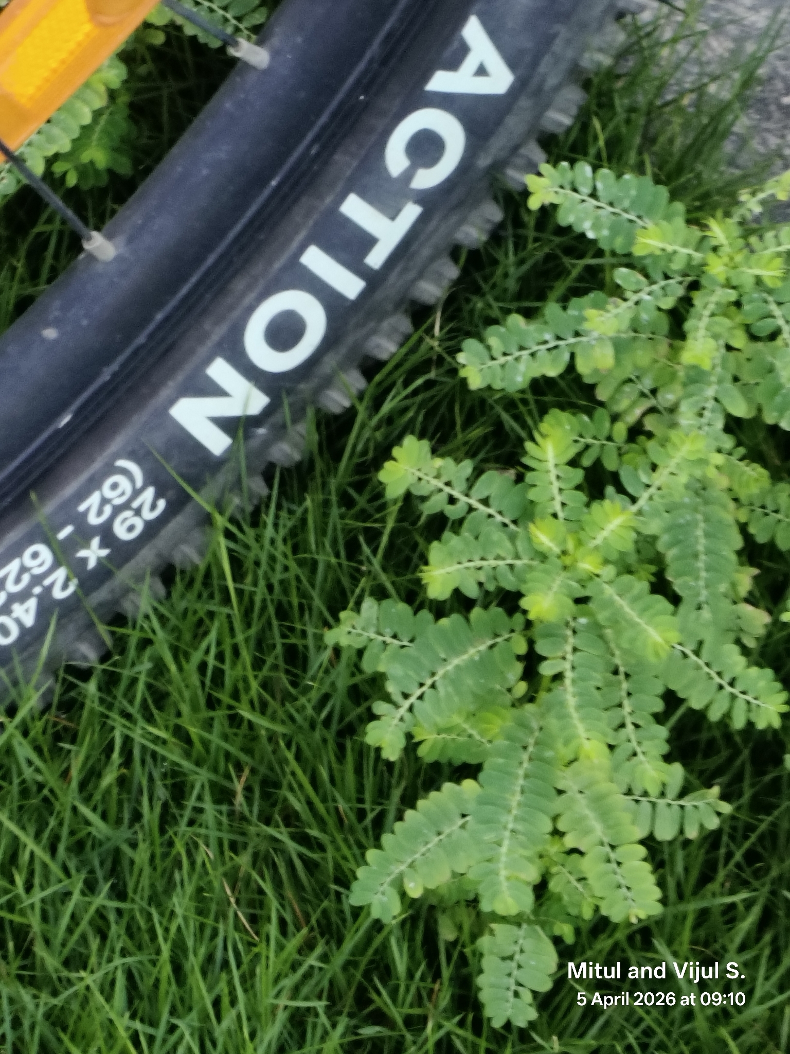 Carry Me Seed (Phyllanthus amarus)