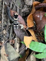 Hoplomutilla insignis