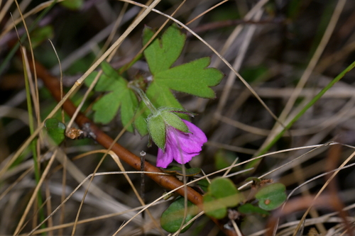 Solander's geranium (Geranium solanderi)