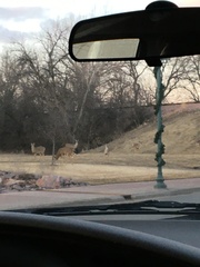 Odocoileus virginianus