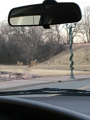 Odocoileus virginianus