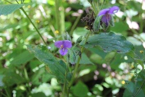 Tinantia erecta (Tinantia erecta)