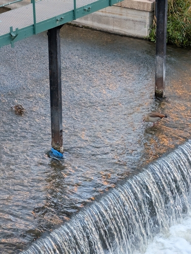 iNaturalist: (c) Martín Alcalde, some rights reserved (CC BY-NC), uploaded by Martín Alcalde iNaturalist image