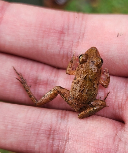 Fejervarya limnocharis