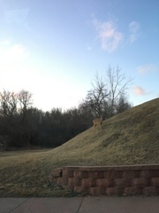 Odocoileus virginianus