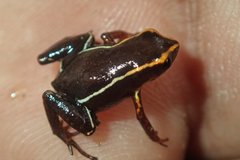 Eleutherodactylus iberia