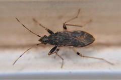 Froeschneria piligera