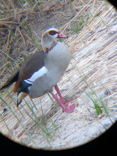 iNaturalist: (c) Pablo Pozo, some rights reserved (CC BY-NC), uploaded by Pablo Pozo iNaturalist image