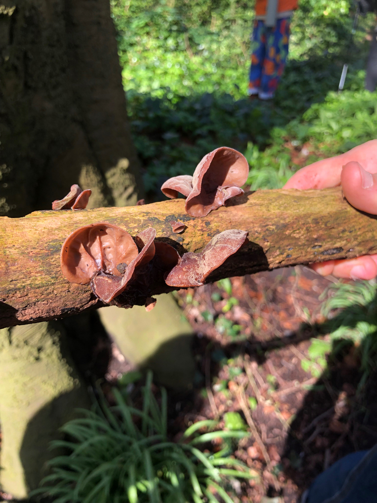 Auricularia auricula-judae · April 2026 · photo: © nico_484 (iNaturalist, cc-by)