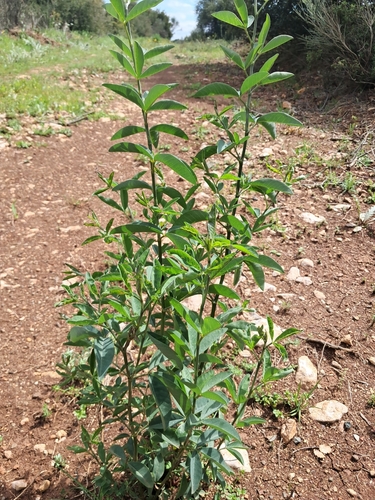 Bean Trefoil