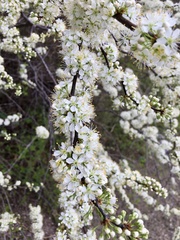 Prunus rivularis