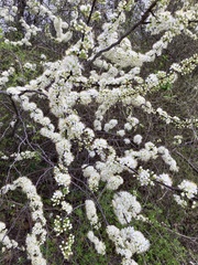 Prunus rivularis
