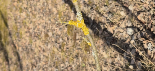 Common Sunburst Lichen