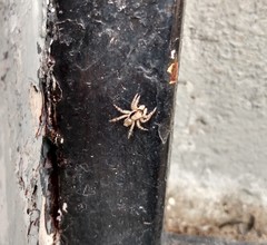 Menemerus bivittatus