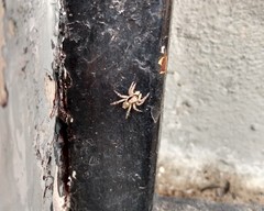 Menemerus bivittatus