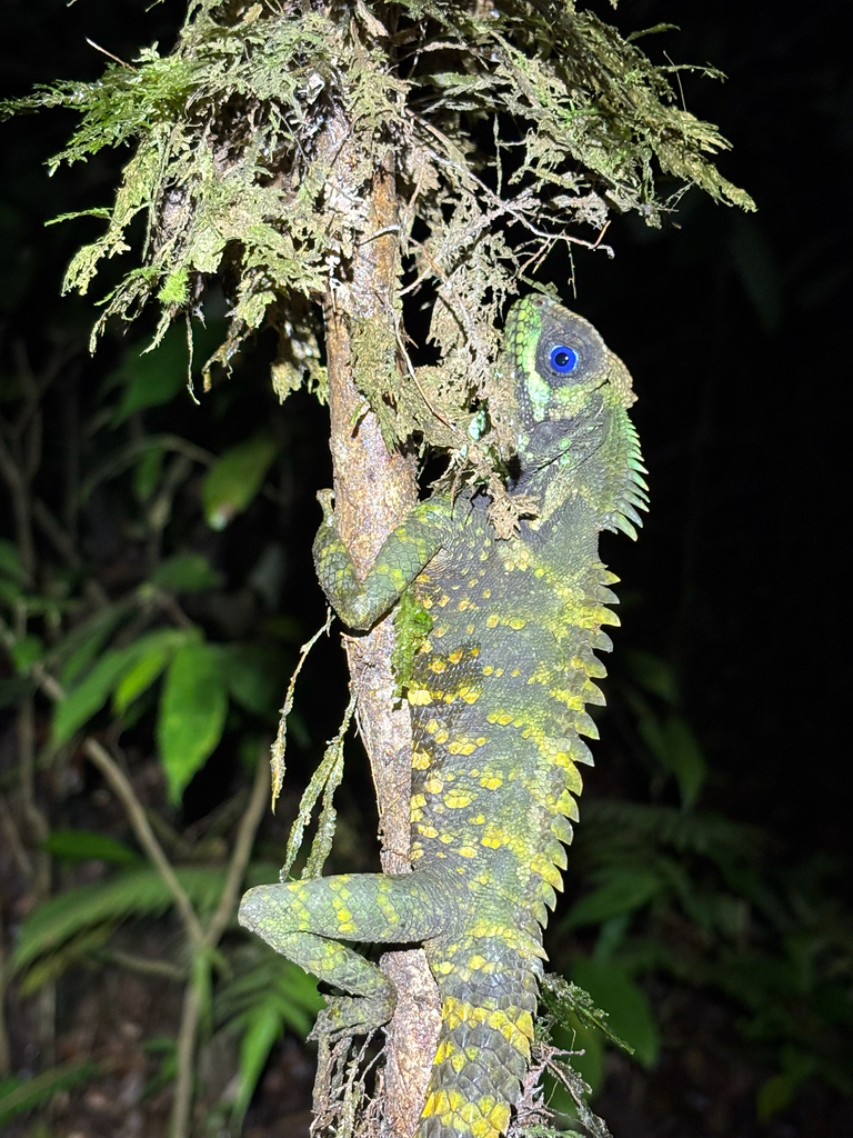 Manthey's Forest Dragon (Gonocephalus lacunosus)