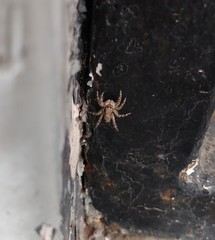 Menemerus bivittatus