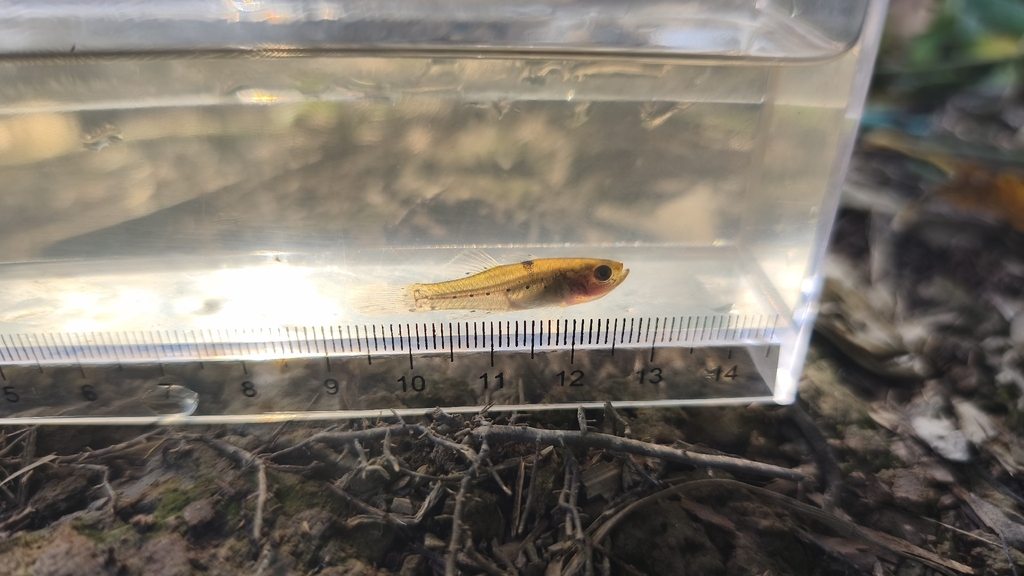Stigmatogobius pleurostigma (Stigmatogobius pleurostigma)