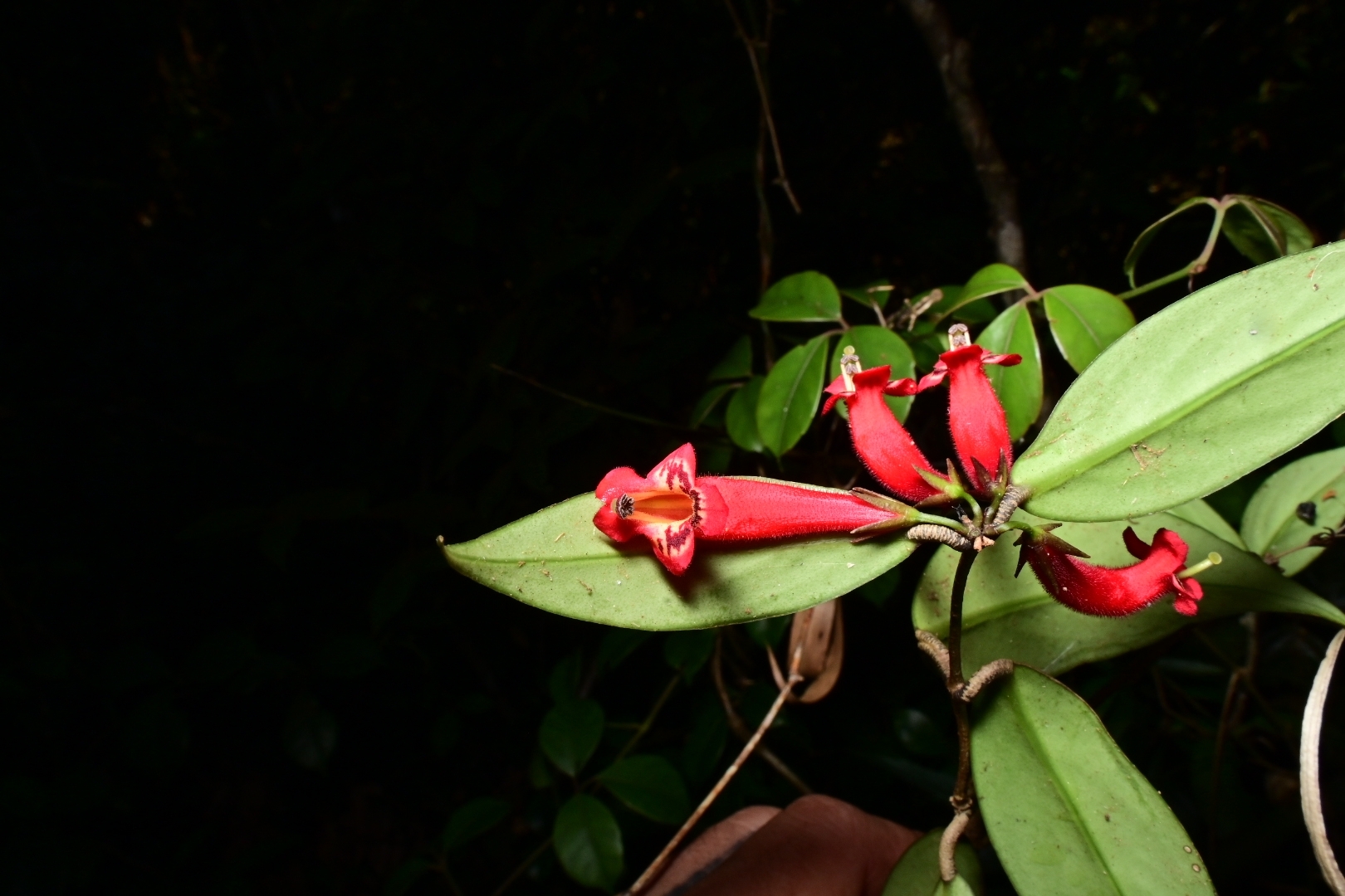 Aeschynanthus rizalensis (Merr.) Mansibang & Pelser