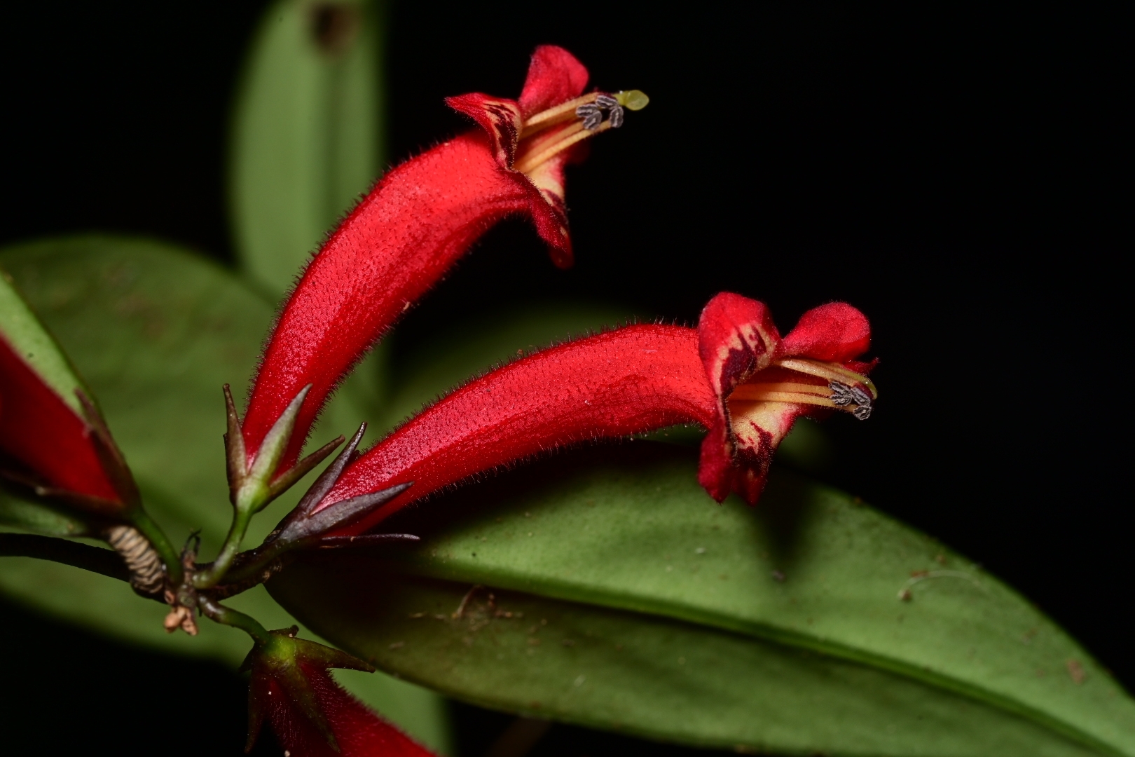 Aeschynanthus rizalensis (Merr.) Mansibang & Pelser 2