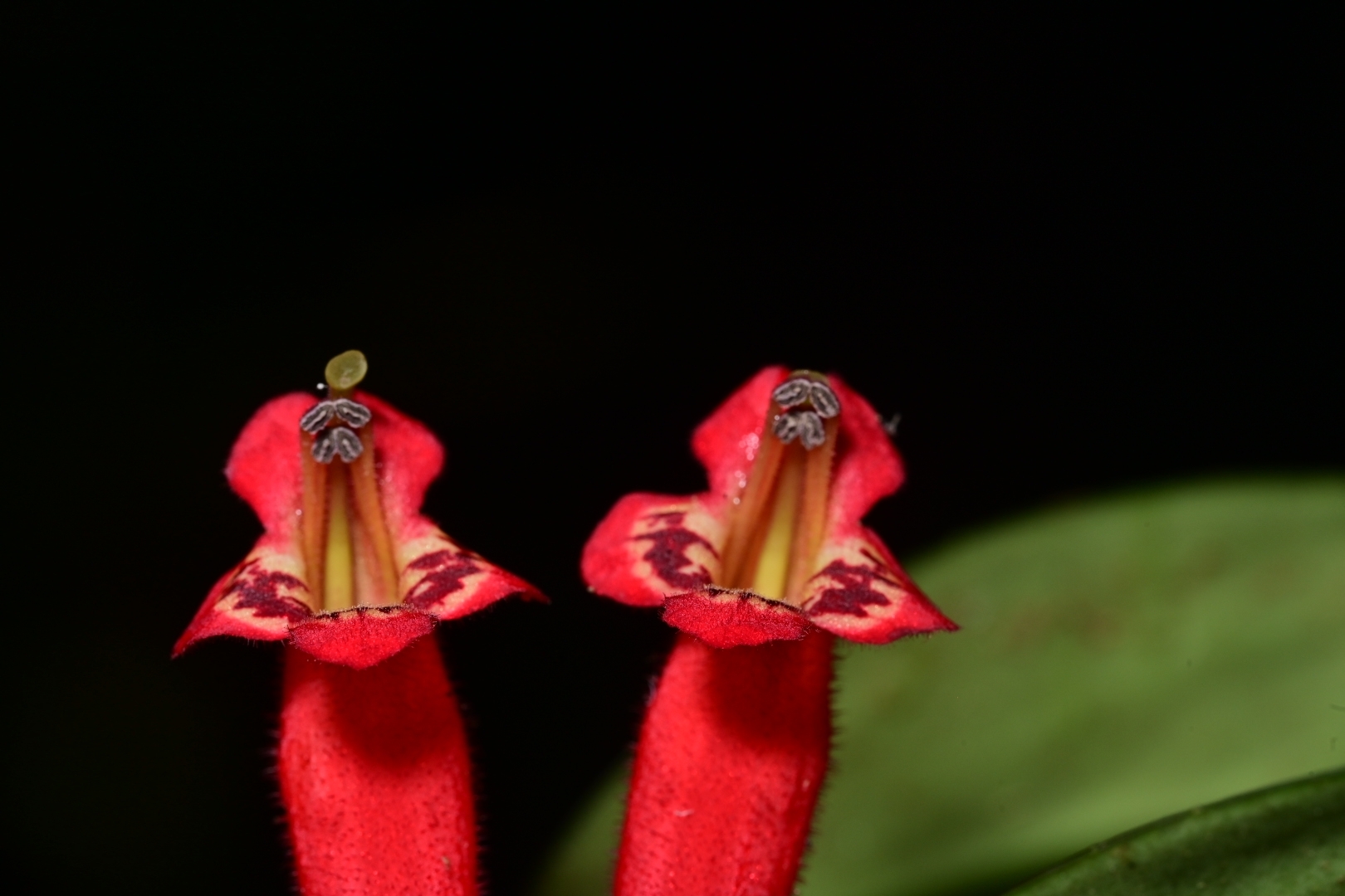 Aeschynanthus rizalensis (Merr.) Mansibang & Pelser 3