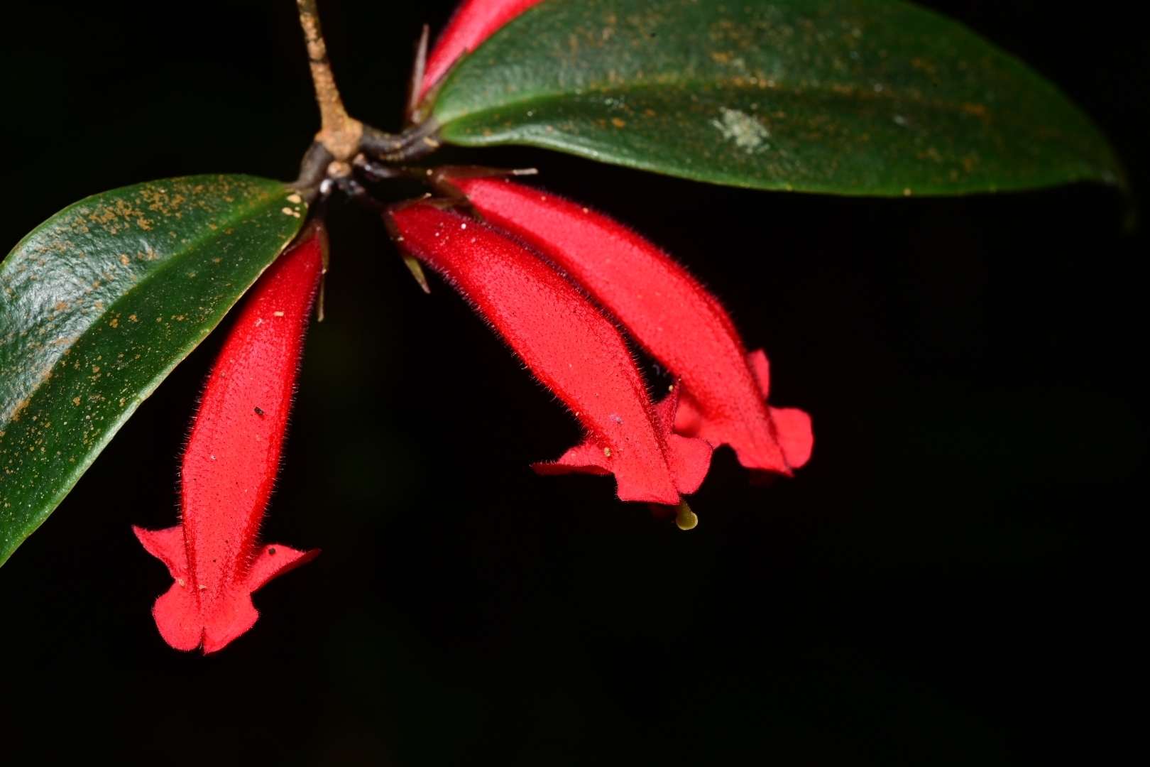 Aeschynanthus rizalensis (Merr.) Mansibang & Pelser 4