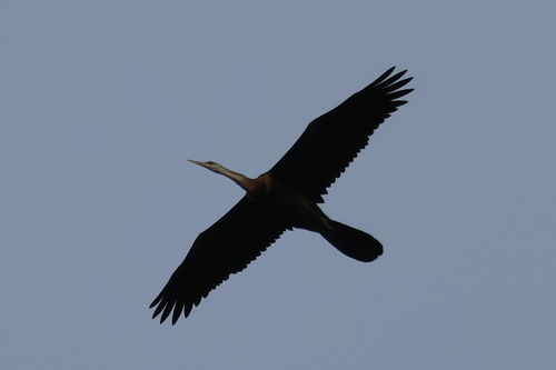 iNaturalist: (c) Gerhard Lemmer, some rights reserved (CC BY-NC), uploaded by Gerhard Lemmer iNaturalist image