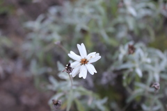Melampodium cinereum