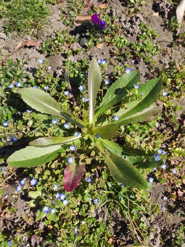 prickly lettuce