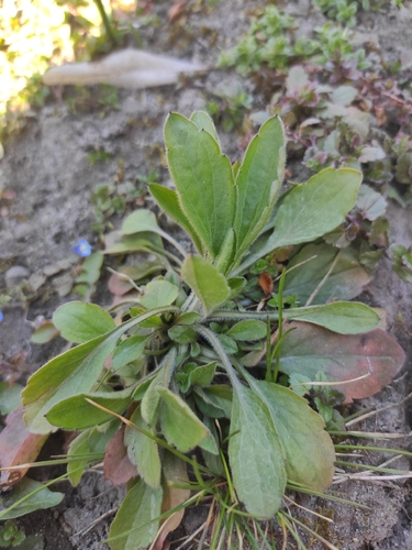 annual fleabane