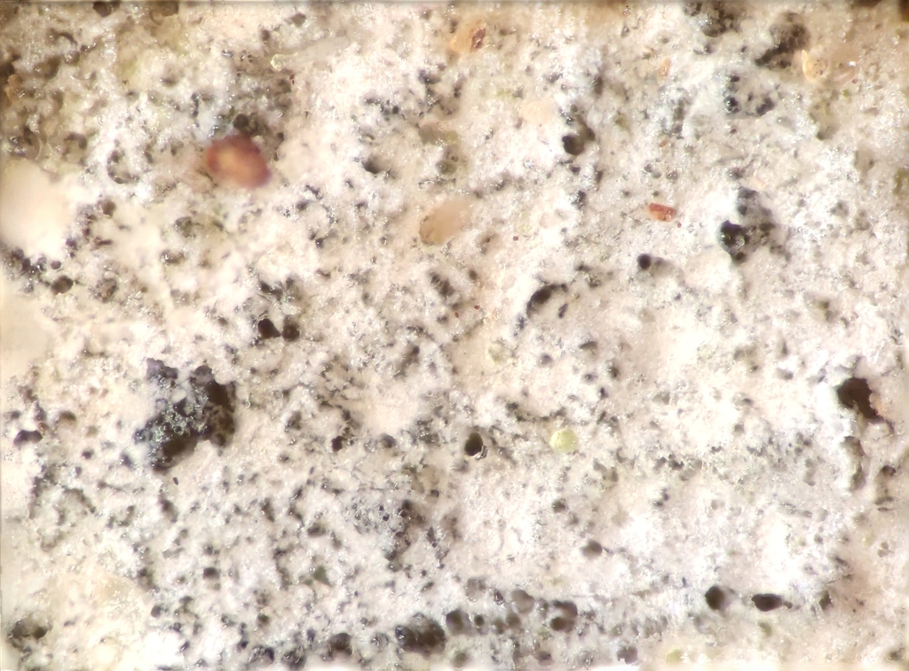 Hyphodontia alutaria