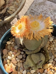 Lithops