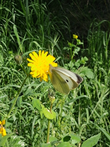 Large White