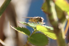 Syrphini