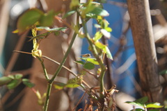 Syrphini