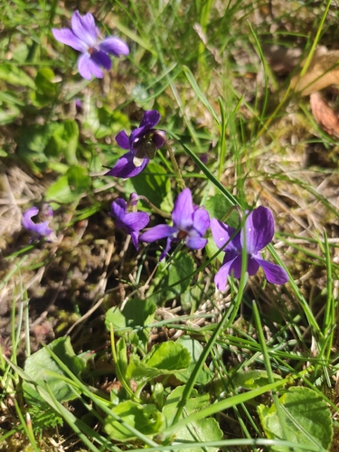 Sweet violet