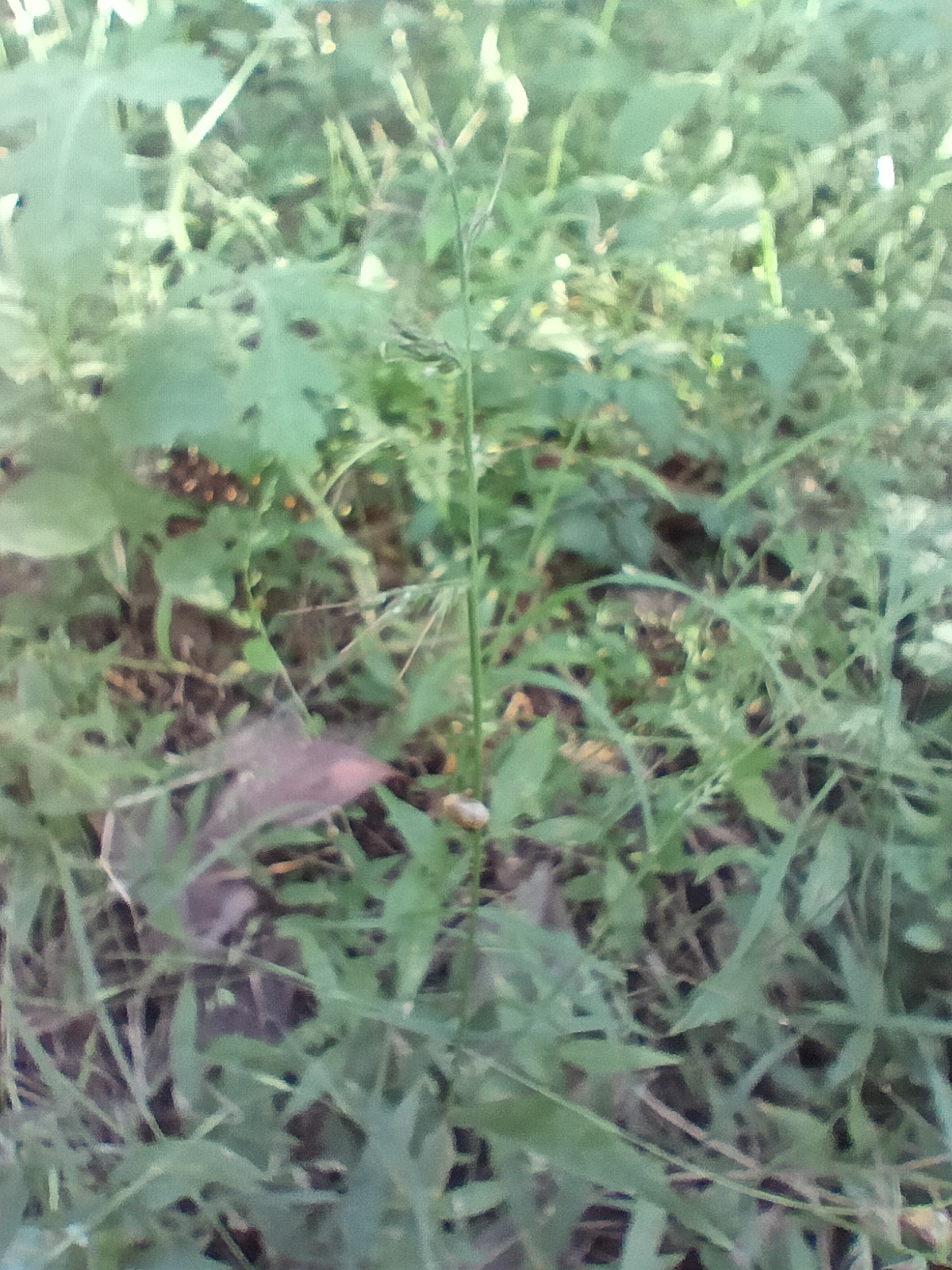 Basket Grass (Oplismenus hirtellus)