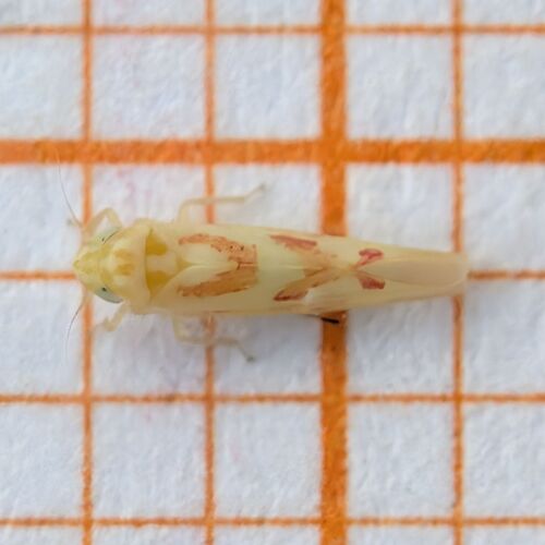 Zygina tiliae
