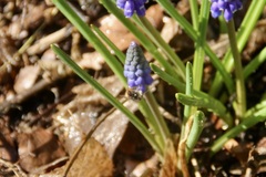 Osmia cornuta