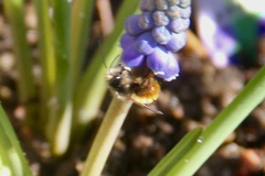 Osmia cornuta
