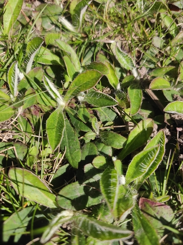 mouse-eared hawkweed