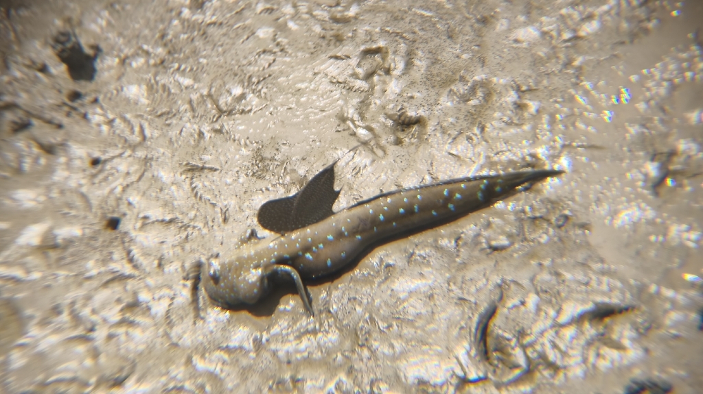 Blue Spotted Mudskipper (Boleophthalmus pectinirostris)