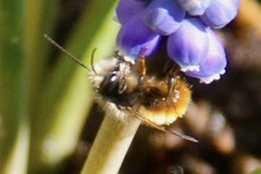 Osmia cornuta