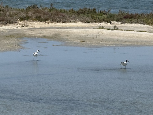 iNaturalist: (c) chiliman74, some rights reserved (CC BY-NC) iNaturalist image