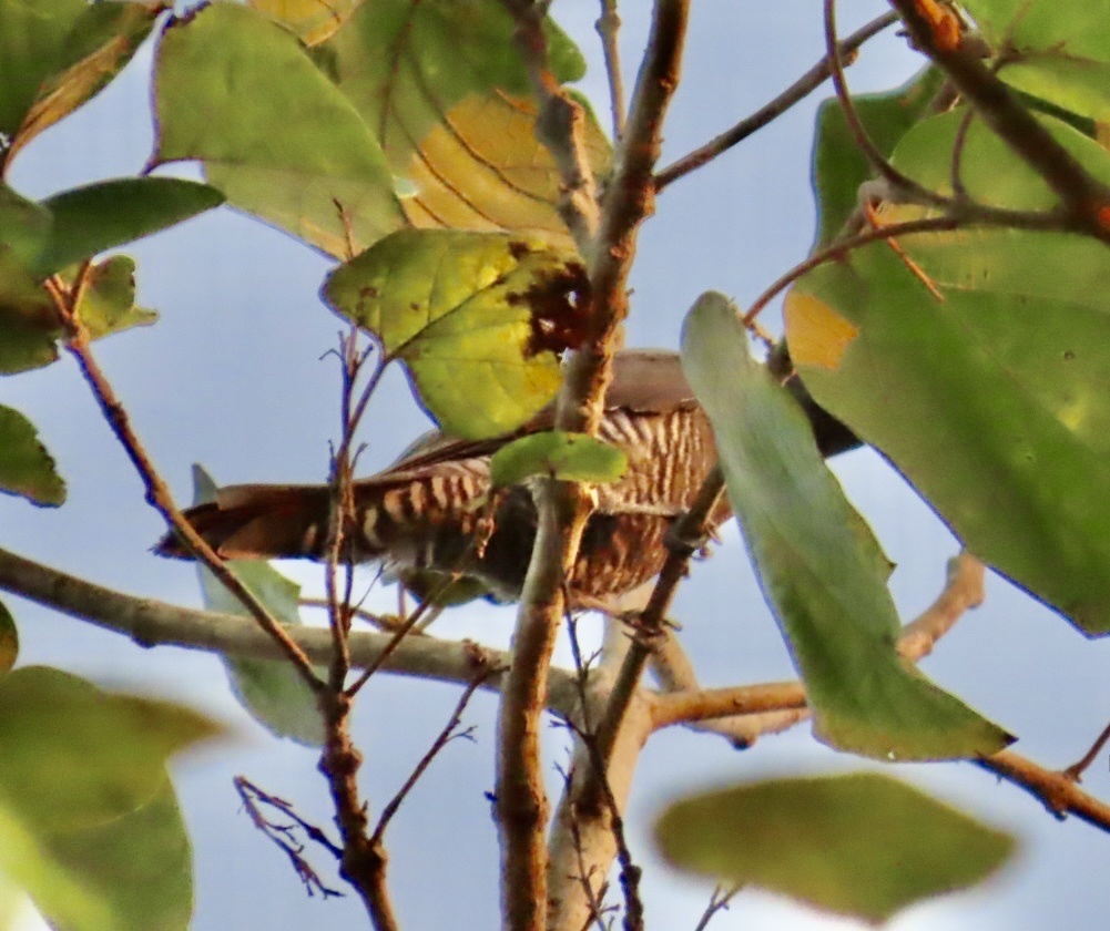 Bar-bellied Cuckooshrike (Coracina striata), photo 1